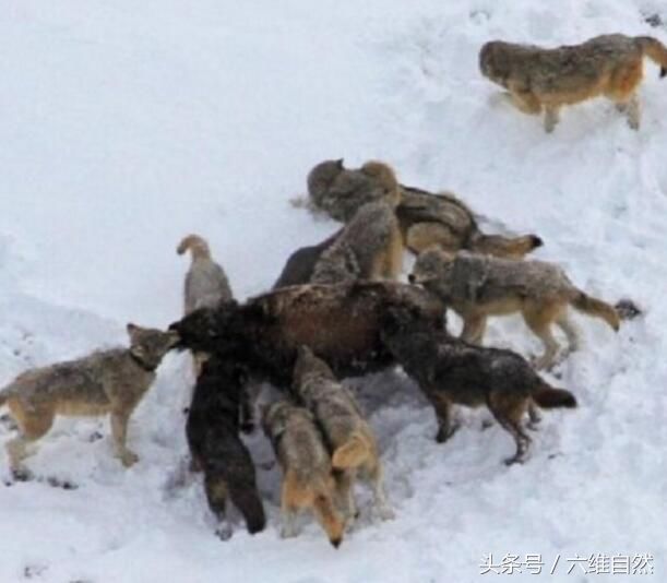 围捕牛群大场面,狼群这阵势必须要一头野牛做