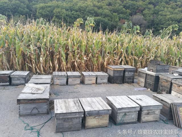 未来10年,养蜂农民的出路在哪里?