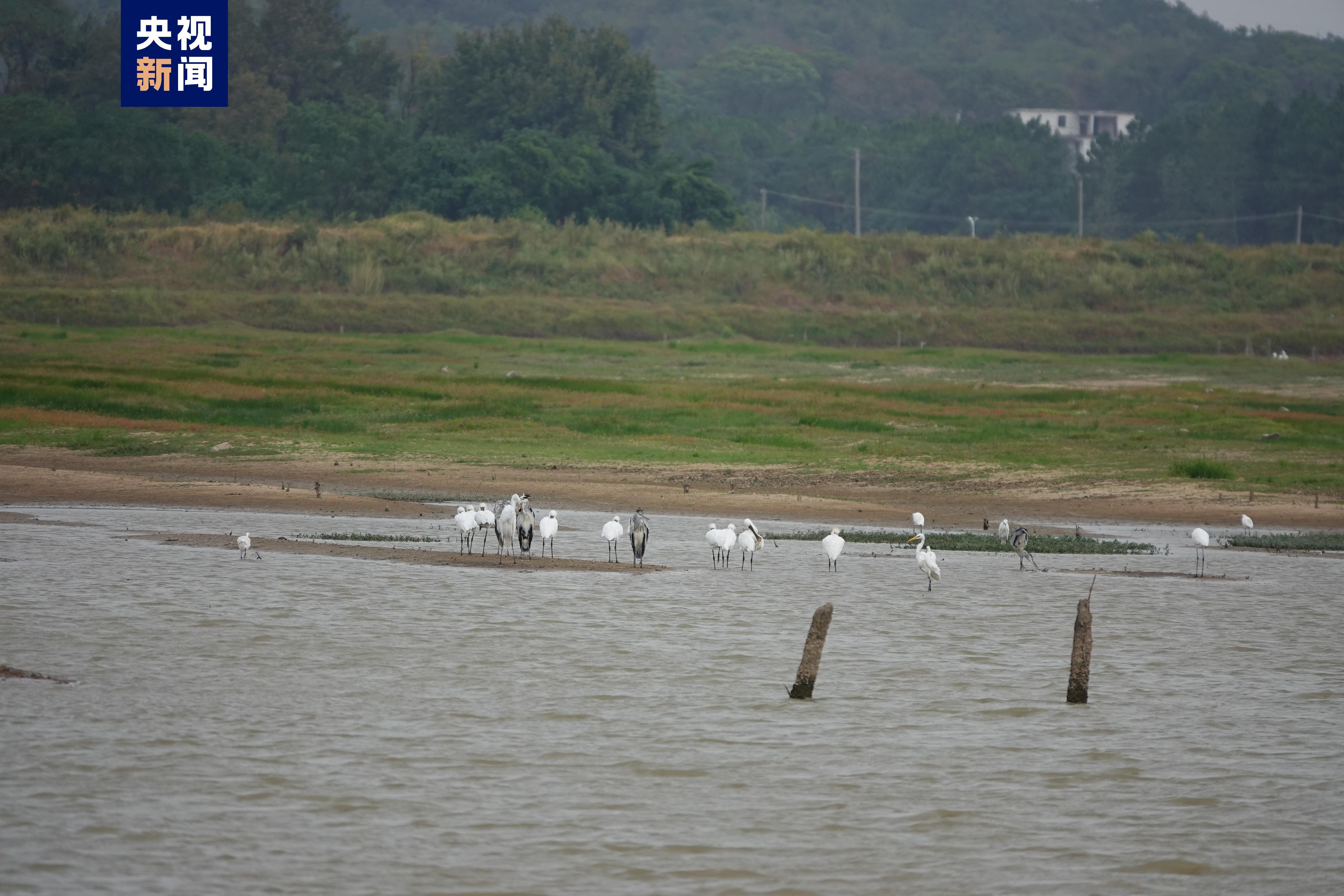 今秋首批越冬候鸟白琵鹭抵达鄱阳湖_北京时间