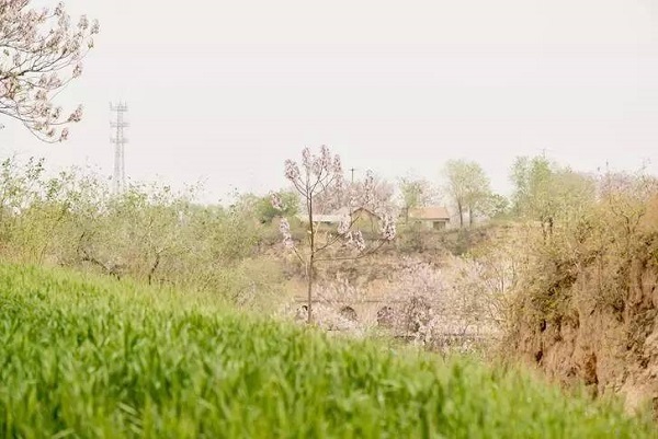 "桐花源"--陶寺村