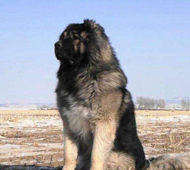 这就是一生只认一个主人的世界最大犬种 藏獒都不是它的对手 北京时间