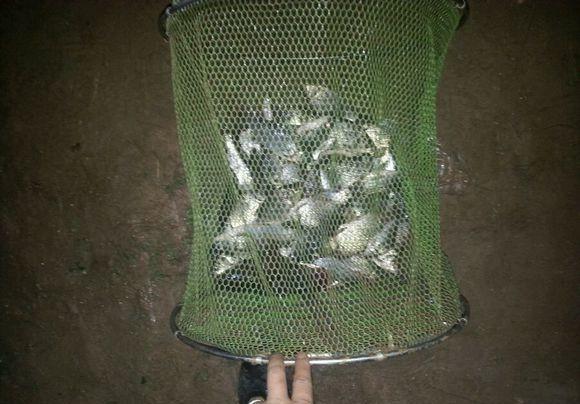 钓鱼人用万年灵藤自制抄网头,好手艺!