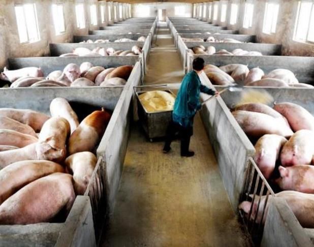 2018年养殖业洗牌范围前所未有,大型养殖场规