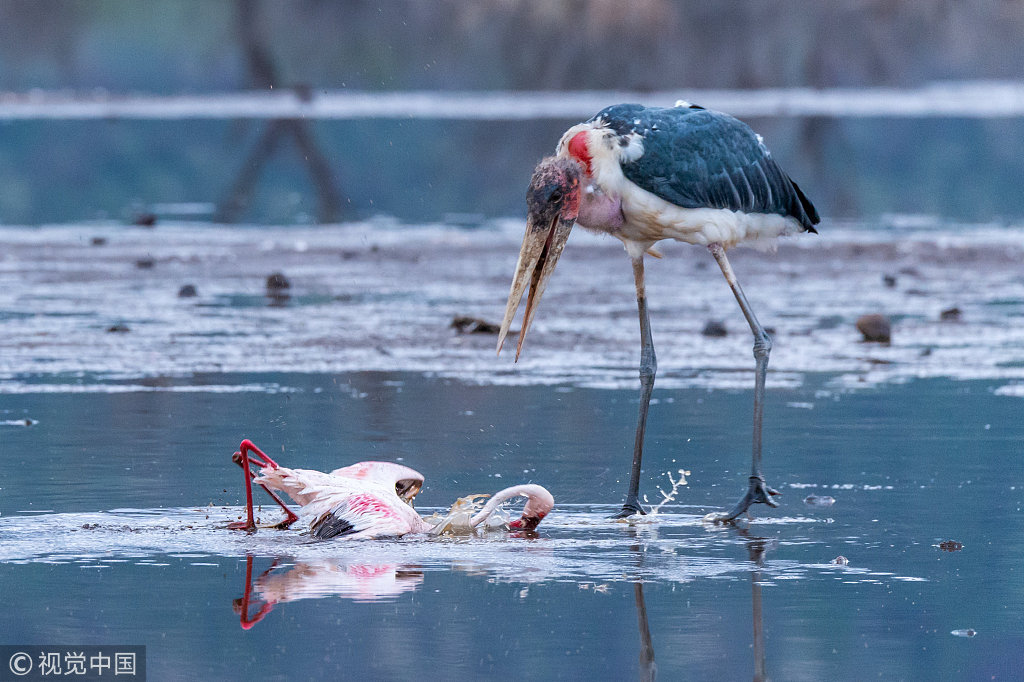 肯尼亚:一言不合就打架 秃鹳使出"锁头功"将火烈鸟打趴