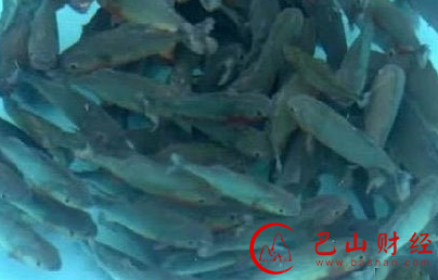 刚进到池子里的杰瑞米，食人鱼还没发现他，等发现他之后会发生什麼事呢。杰瑞米在小小的泳池里，放进100只传言可以在几秒内把一只牛啃到剩白骨的红腹食人鱼，在泳池里可以看到食人鱼团体行动的习性，让泳池形成一个漩涡。