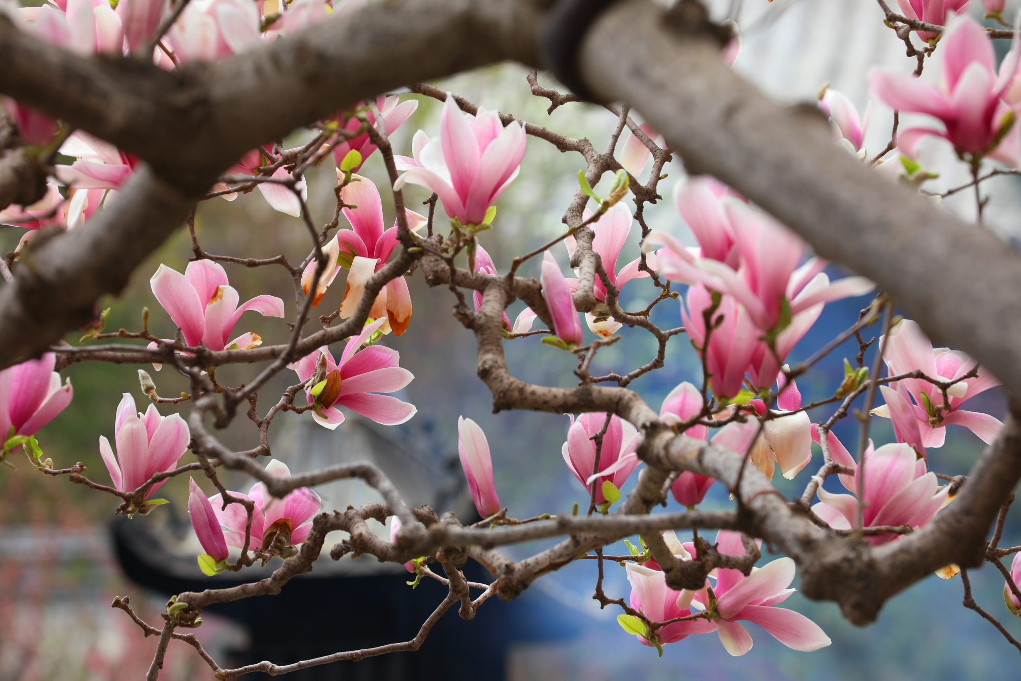 潭柘二乔玉兰|美得傲人,开得娇艳