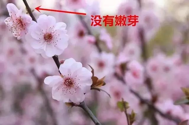 【夜读】杏花,桃花,梨花,李花,樱花…还傻傻分不清?学学吧