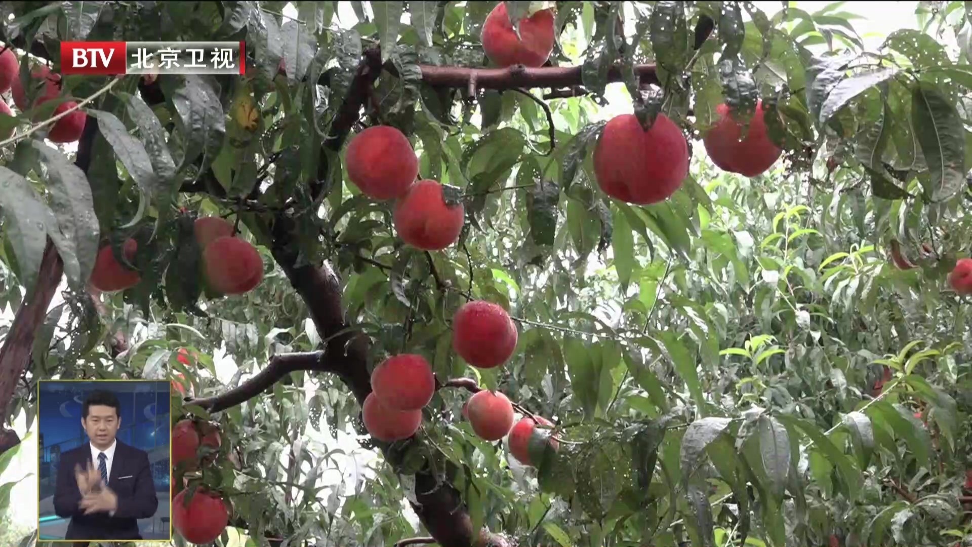 平谷区峪口镇促进大桃产业提质升级 平谷区峪口镇促进大桃产业提质升级