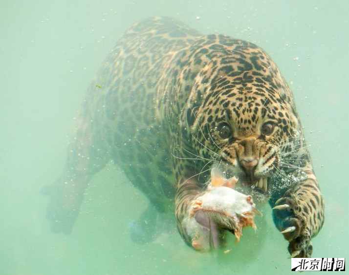 法动物园花豹下水捞鱼 怒目圆睁表情称绝