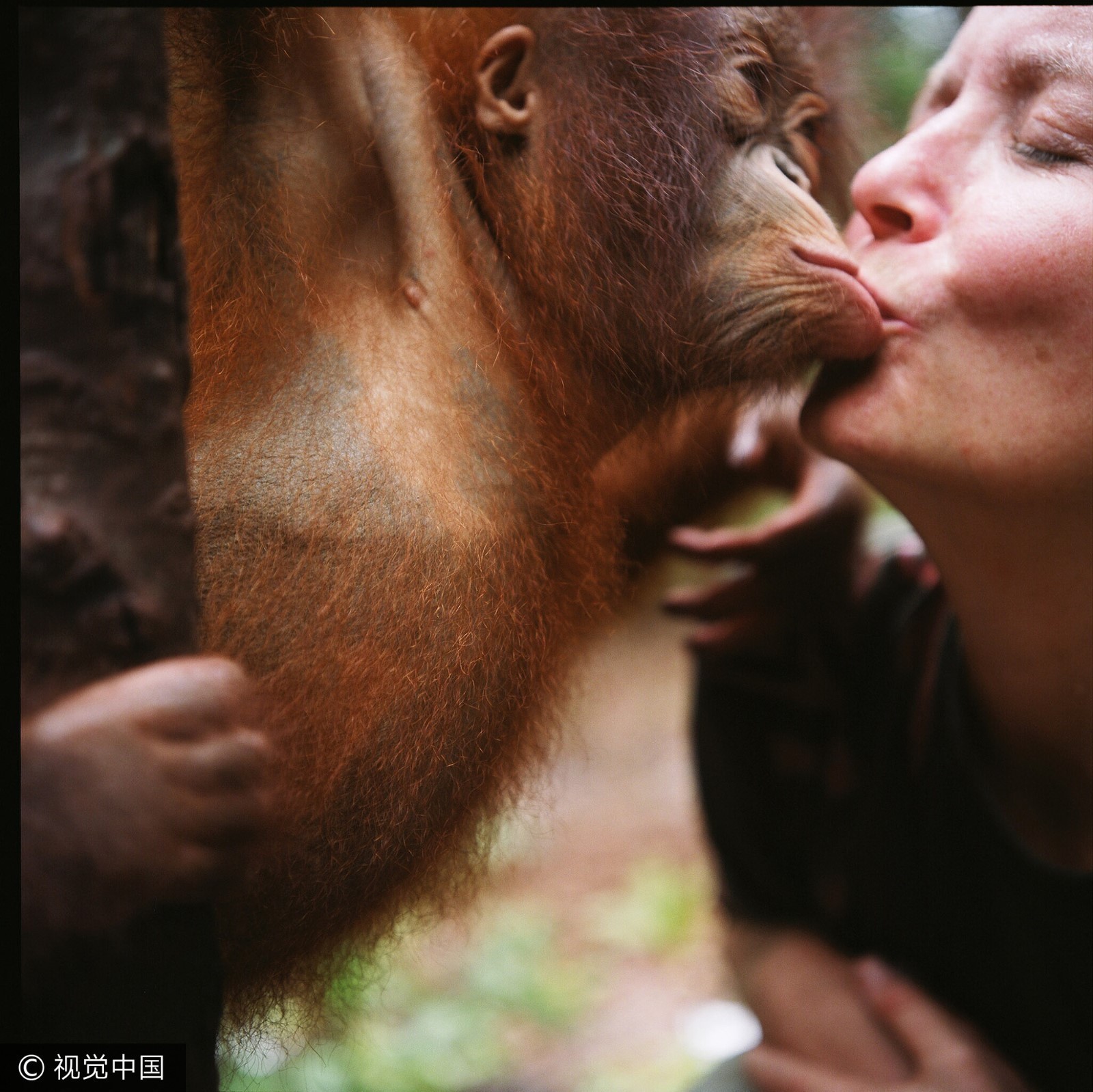 2009年10月2日,婆罗洲的猩猩与救助人员亲吻