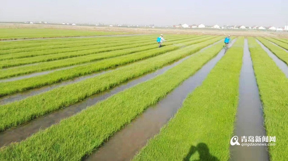 即墨金口示范基地主要用于耐盐碱水稻区域试种和盐碱地稻作改良对比