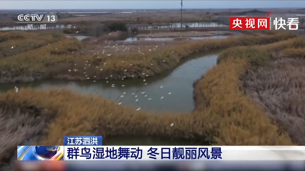 【生态文明@湿地】江苏泗洪:群鸟湿地舞动 冬日靓丽风景 【生态文明@湿地】江苏泗洪:群鸟湿地舞动 冬日靓丽风景