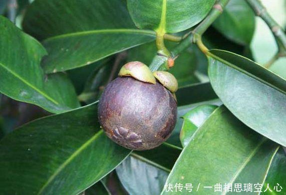 钙中之王,营养价值极高!越吃越健康的水果,你认