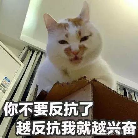 网红猫楼楼