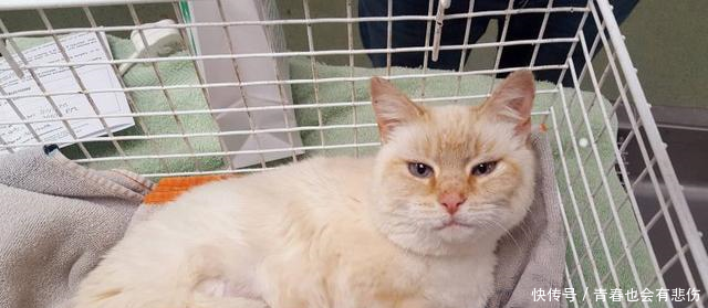 猫吞下一只老鼠后撑得肚子疼,不得不通过手术