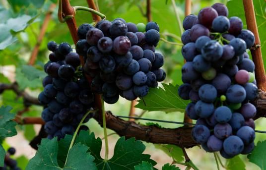 夏黑是葡萄还是提子 多少钱一斤2017