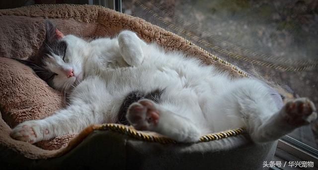 养猫后才会懂的7件事,你中枪了吗?