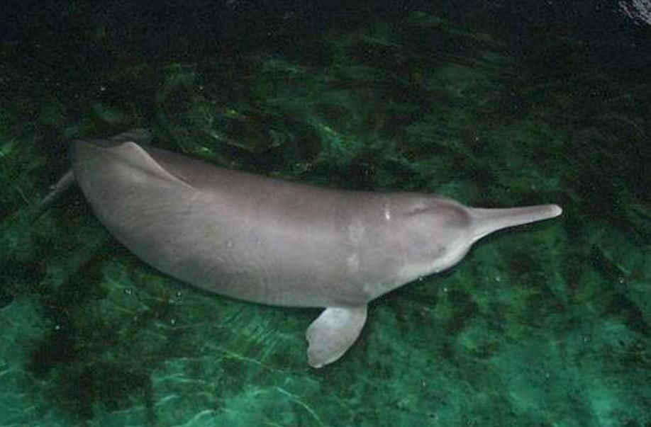 白鳍豚,只分布在中国长江流域的一种淡水鲸,是一种已被宣判功能性灭绝