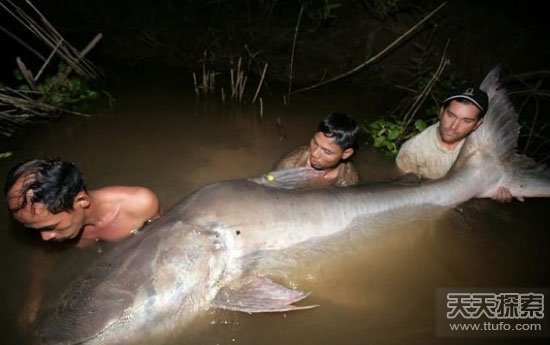 曝光地球最恐怖巨型鱼:曾以人类为食 曝光地球最恐怖巨型鱼:曾以人类为食