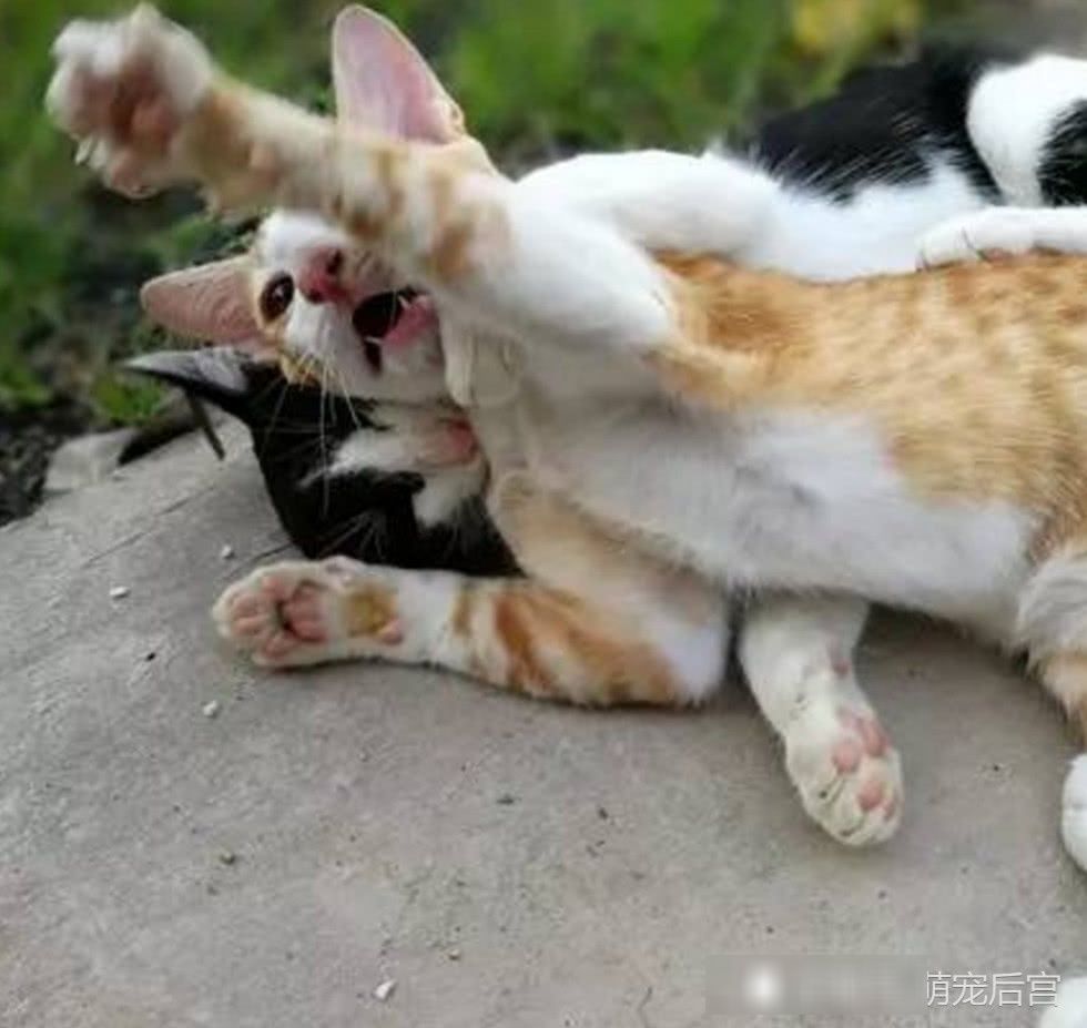 散步听见猫咪惨叫,男子好心走近查看,入眼一幕让他不好意思