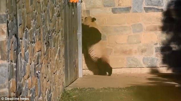 旅美大熊猫母子分离后抓墙找宝宝 看哭美国网友