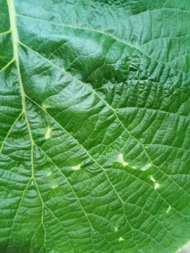 4月管理不好,猕猴桃不开花!及时关注猕猴桃4月