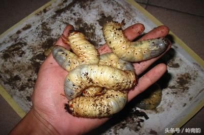 因为腐烂木桩内的蛴螬多以腐木中有机物为食,所以比较干净,用清水洗净