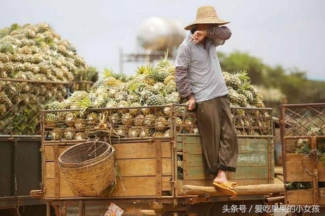 徐闻菠萝滞销1.6亿斤,每天持续烂掉上万斤,呼吁