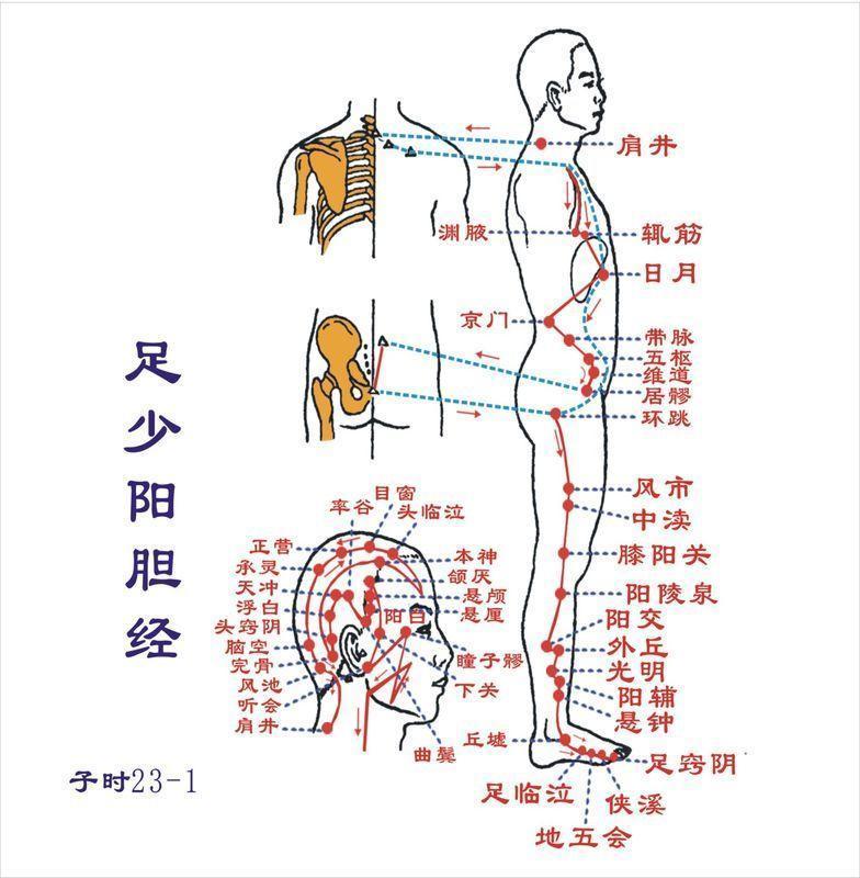 【足少陽膽經