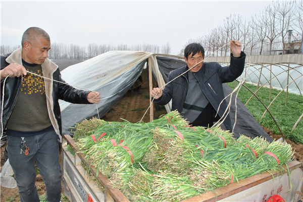 太康县一村庄30万斤韭菜滞销 村民义务当起推