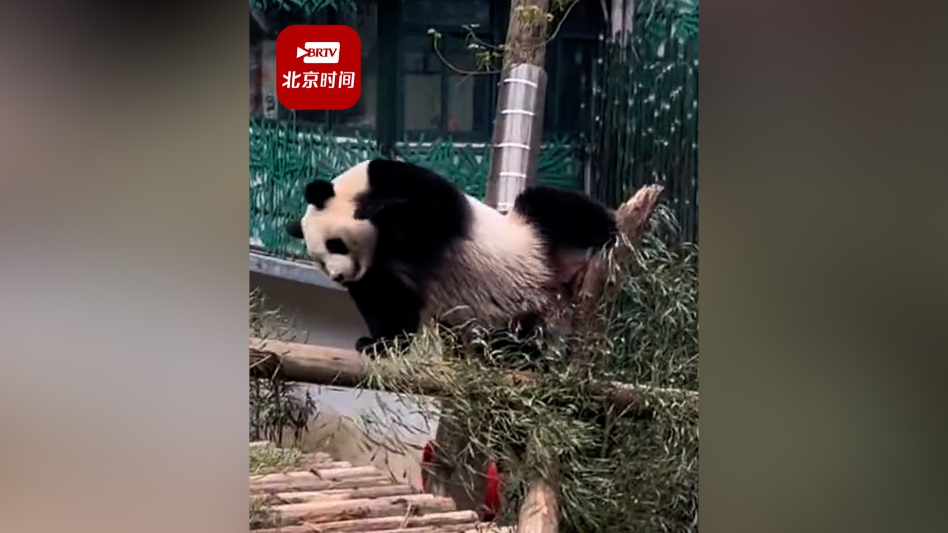 大熊猫九九喜欢蹭屁股成顶流出圈 动物园:正常行为,可能它屁股比较痒 大熊猫九九喜欢蹭屁股成顶流出圈 动物园:正常行为,可能它屁股比较痒