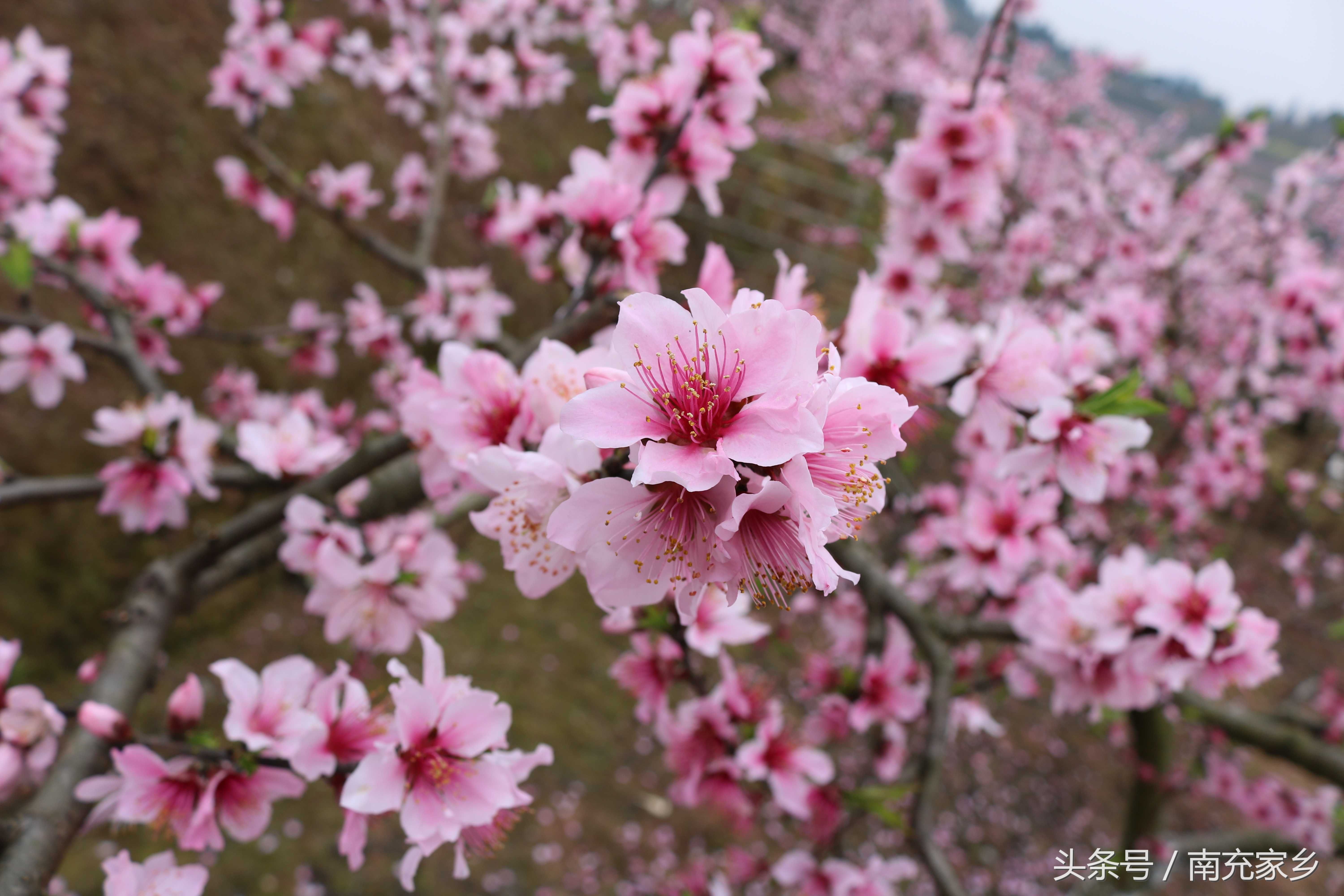 四川南充:西充古楼桃花节美图欣赏,众多游客前