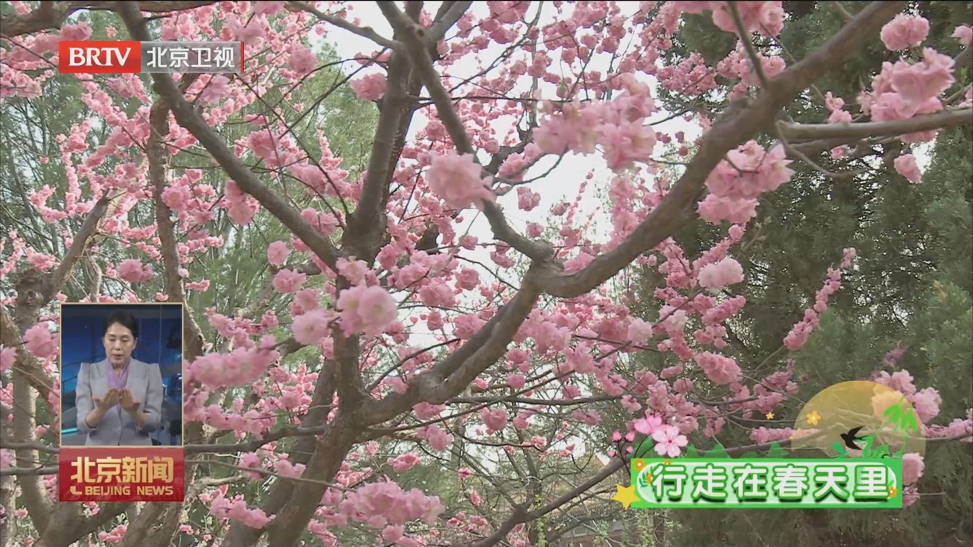 行走在春天里｜北京市属公园35处赏花踏青地伴市民乐享春日