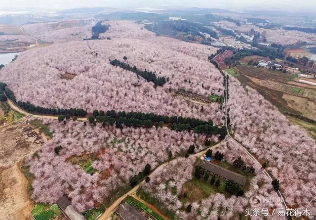又到樱花季,全国21处著名樱花景点与花期大盘