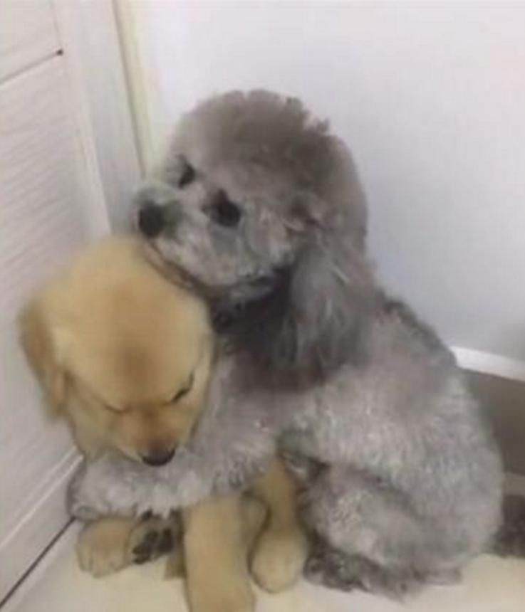 小金毛犯错遭主人教训,泰迪怕好朋友被打,紧紧