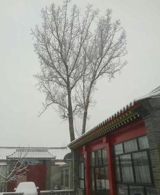 晒晒我的北京郊区四合院,下雪像故宫,最喜欢