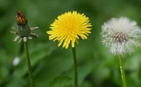 蒲公英的根、叶、花功效各不同,泡水喝记住4