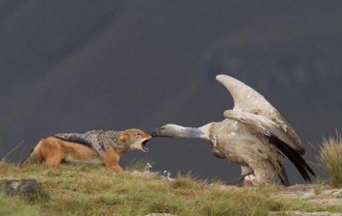 这只老鹰居然叼住了狼的鼻子,看着都痛