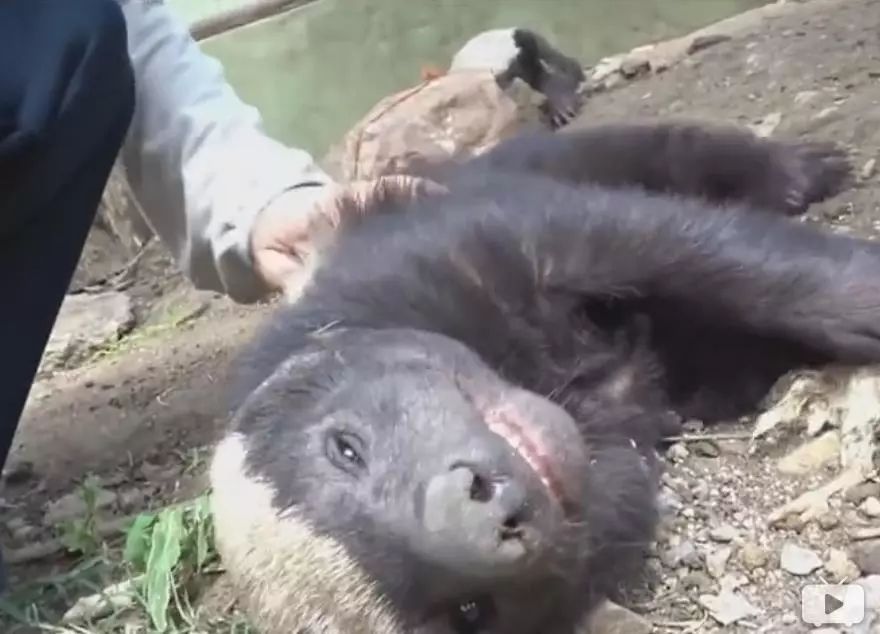 敢招惹狮子打老虎的动物,只有这家动物园能留