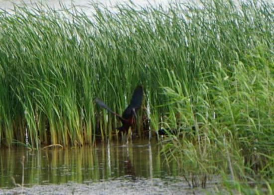 上海时隔154年发现已宣告灭绝鸟类彩鹮 上海时隔154年发现已宣告灭绝鸟类彩鹮