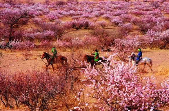 春天到,杏花开,关于杏花的诗句大盘点及其作者