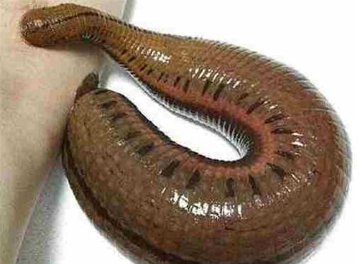 男子养了条半米长蚂蟥,并让蚂蟥钻进体内吸血,画面看了让人发毛