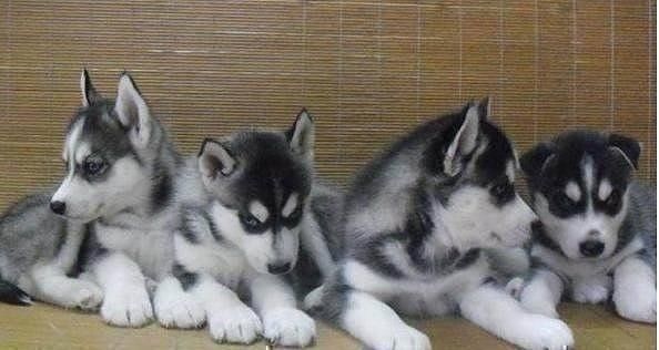 金毛回农村半年,却发现老婆生了一窝黑毛自己