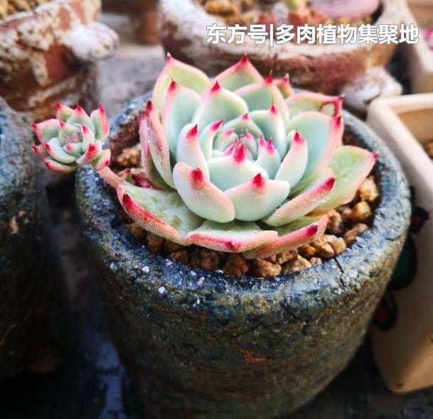 多肉植物盆土容易板结?改变浇水方式,根系几天