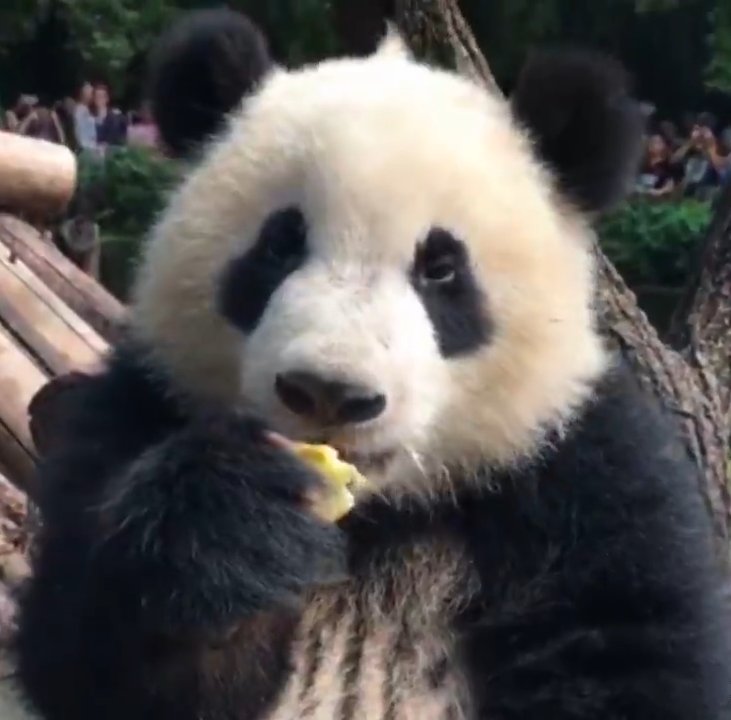 奇一吃苹果也要细嚼慢咽的,现在确实是挺淑女
