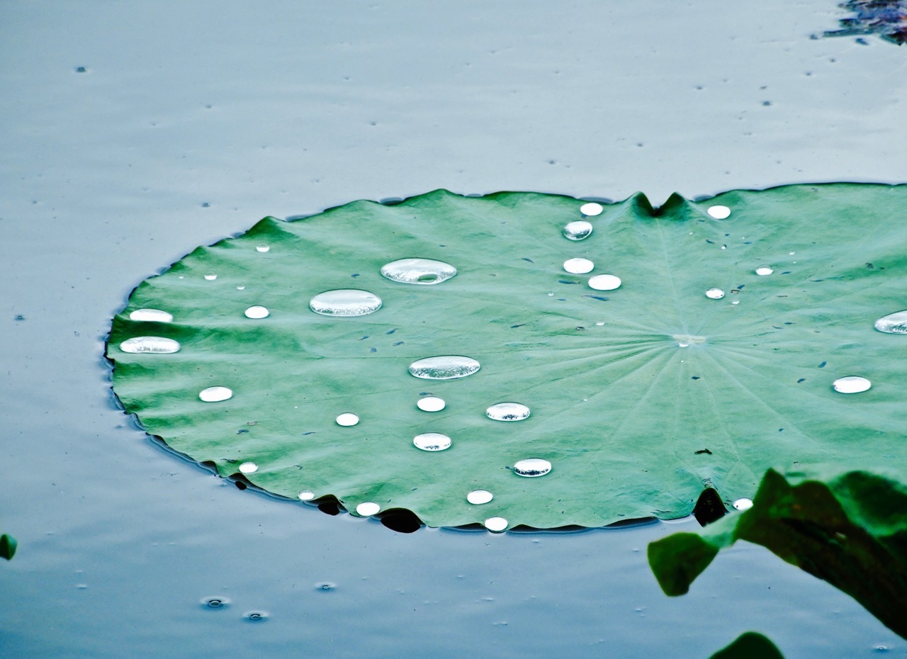Arthur旅行笔记:荷花开夏梦来