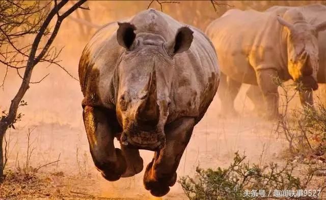 肉做的 裝甲車 犀牛如果碰上大象 誰能贏 雪花新闻