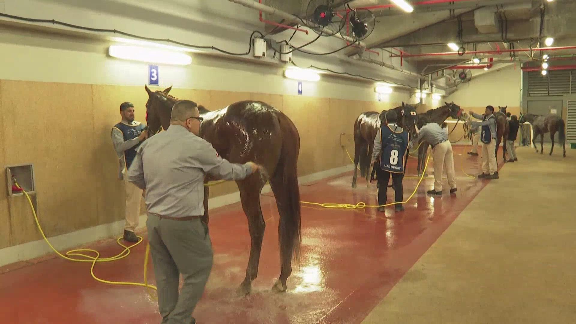 探访阿联酋迈丹赛马场 探访阿联酋迈丹赛马场