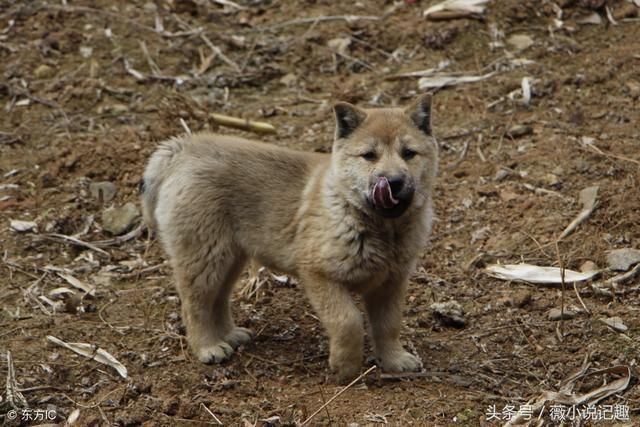 誰說土狗不好就是喜歡土狗