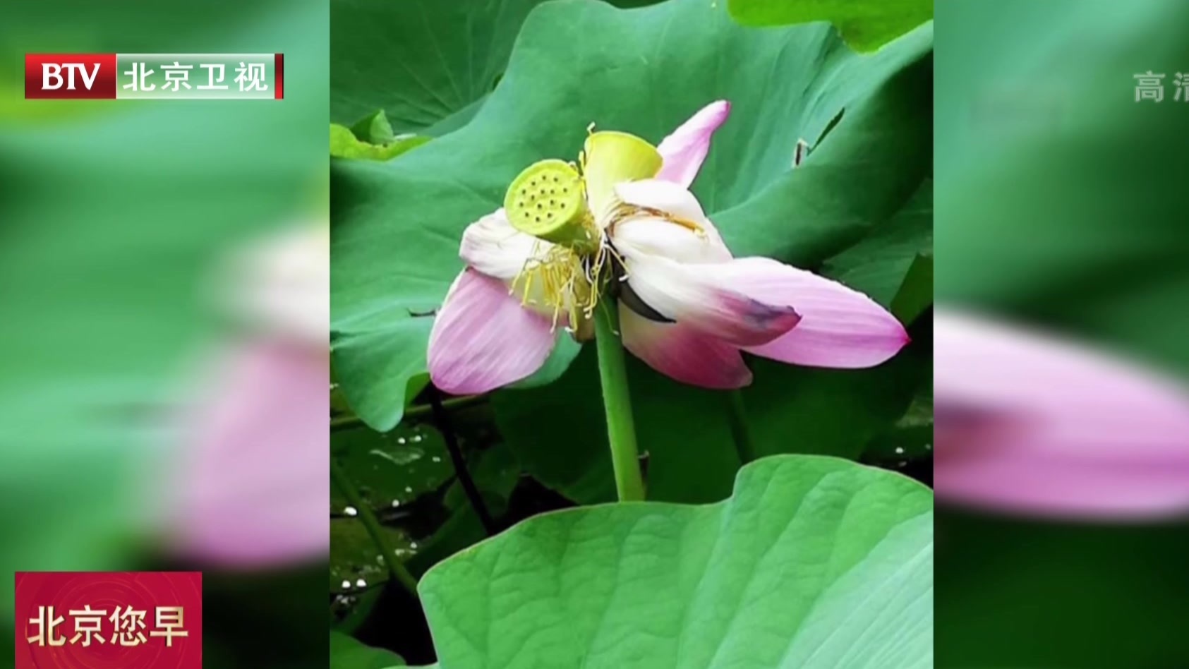 济南：大明湖“并蒂莲”莲蓬被偷
